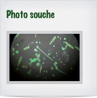 Photo souche

￼